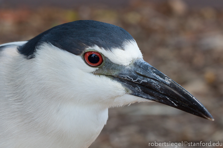 night heron